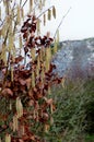 Catkins birch Ruins donjon fortress, Crevecoeur, Leffe, Dinant, Belgium Royalty Free Stock Photo