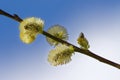 Catkins on Blue Spring Sky Royalty Free Stock Photo