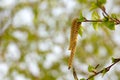 Catkins buds on a white birch tree in early spring in the forest. Copy space Royalty Free Stock Photo
