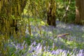 Catkin tree growing amongst wild bluebells, photographed at Old Park Wood nature reserve, Harefield, Hillingdon UK. Royalty Free Stock Photo