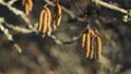 Catkins of the common hazel Corylus avellana