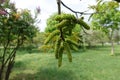 Catkins of common walnut in spring Royalty Free Stock Photo