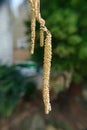 Catkins on contorted Old man Henry's walking stick Royalty Free Stock Photo