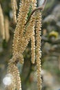 Catkins on contorted Old man Henry's walking stick Royalty Free Stock Photo
