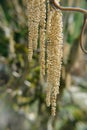 Catkins on contorted Old man Henry's walking stick Royalty Free Stock Photo