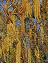 Catkins on contorted tree Royalty Free Stock Photo