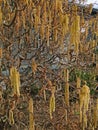 Catkins on contorted tree Royalty Free Stock Photo