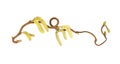 Catkins of corkscrew hazel Royalty Free Stock Photo