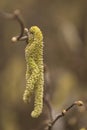 Catkins of a Corylus avellana plant Royalty Free Stock Photo