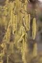 Catkins of a Corylus avellana plant Royalty Free Stock Photo