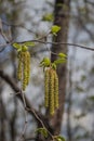 Catkins of European hop hornbeam Royalty Free Stock Photo