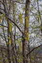 Catkins of European hop hornbeam Royalty Free Stock Photo