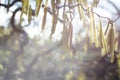 Catkins, flowers of hazel tree, in blossom during springtime Royalty Free Stock Photo