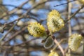 Catkins of goat willow