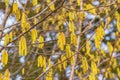 Catkins hangin on a tree branch. Royalty Free Stock Photo