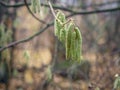 Small catkins on the branch, close-up. Royalty Free Stock Photo
