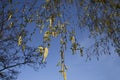 Catkins are the harbingers of Spring in a Lancashire woodland Royalty Free Stock Photo