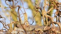 Catkins of hazel, allergenic pollen