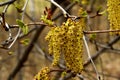 Catkins of hazel Royalty Free Stock Photo