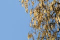 Catkins of hazel (Corylus)