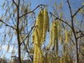 Catkins of hazel tree Coryllus avellana in spring Royalty Free Stock Photo