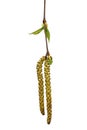 Catkins of hazel on a white background, highly allergenic pollen