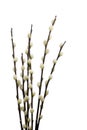 Catkins Isolated Royalty Free Stock Photo