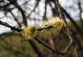 Catkins or male flowers of a willow in april in spring woodland with budding leaves Royalty Free Stock Photo