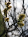 Catkins or male flowers of a willow in april in spring woodland with budding leaves Royalty Free Stock Photo