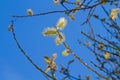 Catkins Royalty Free Stock Photo