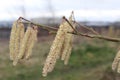 Catkins moving in the wind. Royalty Free Stock Photo