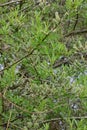Catkins, Osier Willow - Salix viminalis, River Yare, Norfolk Broads, Surlingham, Norfolk, England, UK