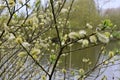 Catkins, Osier Willow - Salix viminalis, River Yare, Norfolk Broads, Surlingham, Norfolk, England, UK Royalty Free Stock Photo