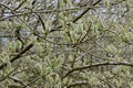 Catkins, Osier Willow - Salix viminalis, River Yare, Norfolk Broads, Surlingham, Norfolk, England, UK Royalty Free Stock Photo