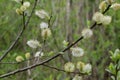 Catkins, Osier Willow - Salix viminalis, River Yare, Norfolk Broads, Surlingham, Norfolk, England, UK Royalty Free Stock Photo