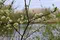 Catkins, Osier Willow - Salix viminalis, River Yare, Norfolk Broads, Surlingham, Norfolk, England, UK Royalty Free Stock Photo