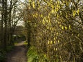 Catkins on a path between a housing estate and a farmers field in Burnley Lancashire Royalty Free Stock Photo