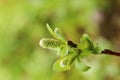 Catkins of Salix hastata, the halberd willow Royalty Free Stock Photo