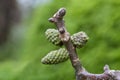 Catkins of Walnut Royalty Free Stock Photo