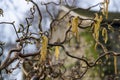 Catkins at Whalley Abbey Gatehouse in the Ribble Valley in Lancashire