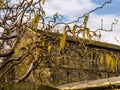 Catkins at Whalley Abbey Gatehouse in the Ribble Valley in Lancashire