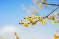 Catkins on a Willow twig against a blue sky during spring Royalty Free Stock Photo