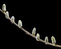 Catkins on willow twig