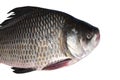 Catla katla fish Royalty Free Stock Photo