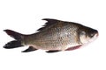 Catla katla fish Royalty Free Stock Photo