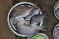 Catla, Labeo catla also known as the major South Asian carp, Mirkarwada, Ratnagiri Royalty Free Stock Photo