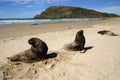 Catlins Sea lions Royalty Free Stock Photo