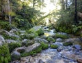 Catlins, Southland, Rainforest, river flowing through lush temperate rainforest with different kinds of ferns and trees