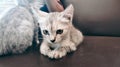 catlov catlovers car white grey cute cutenes kitten oval