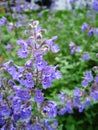 Catmint Royalty Free Stock Photo